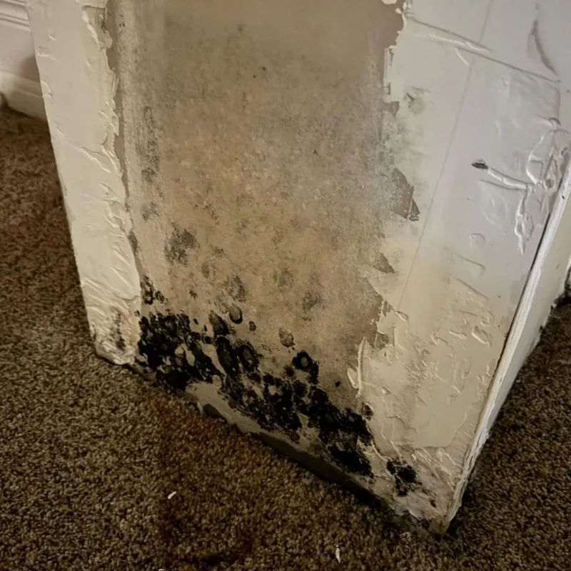 Professional Mold Removal in Saltville, VA